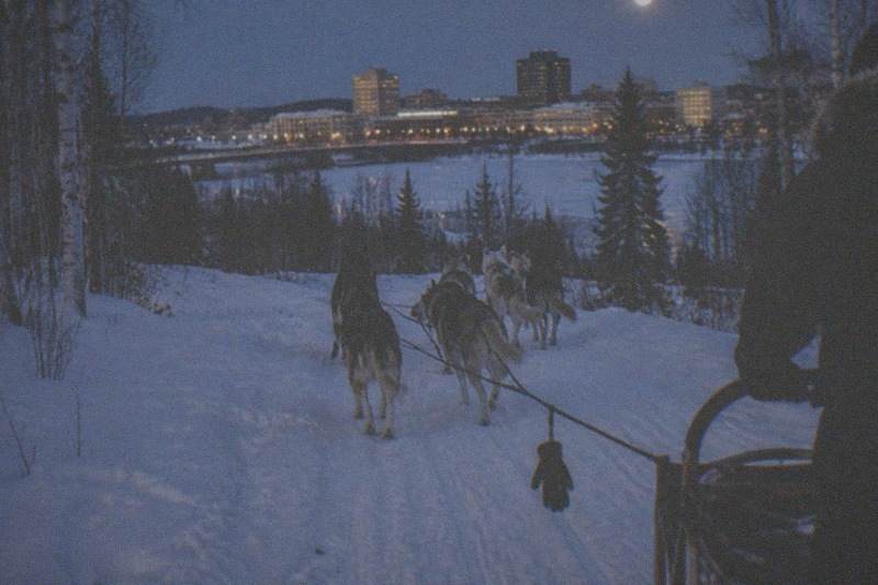 A dog team running a snowy trail by moonlight on the Moonlight Dog Sled, Dinner & Northern Lights tour
